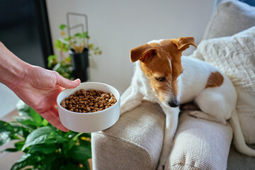 Woman hold white bowl with dry food near dog sitting on sofa. Owner offering food to pet at home. Concept of dog feeding and pet care