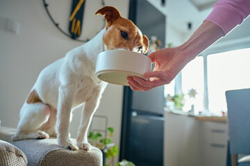 Jack Russell terrier dog eating dry food from bowl held by human hand at home. Concept of domestic animals feeding and pet care