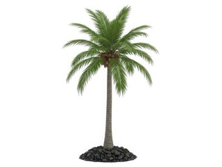 Tall green palm tree on rocky base