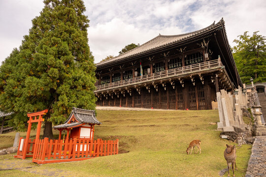 東大寺二月堂と鹿