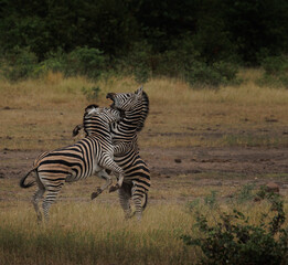 Obraz premium zebra stallions fighting