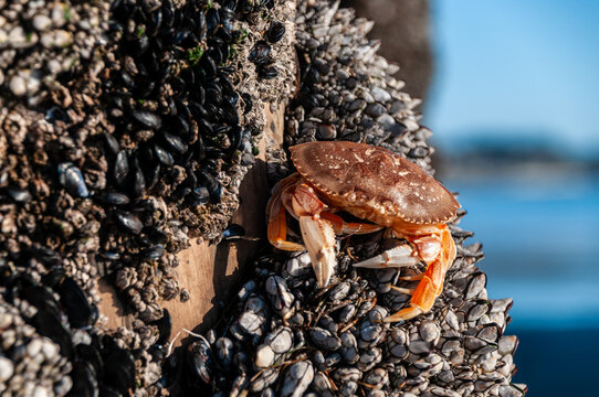 Close-up of a Dungeness Crab -Metacarcinus magister- Attached to the pier of Aptos Beach, California.
