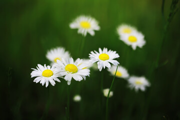 Fototapeta premium Close-Up of White Daisies with Yellow Centers Against Lush Green Background