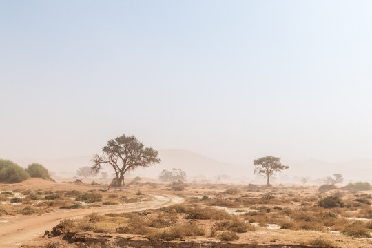 A tree-lined landscape in the Namibia sossusvlei in limited visibility, due to a sandstorm.