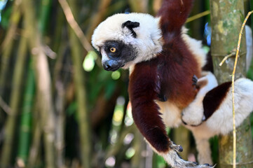Obraz premium Coquerel s Sifaka (Propithecus coquereli). Endangered and endemic to Madagascar.
