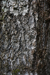 Obraz premium Close-Up Texture of Rough Tree Bark in Natural Woodland Setting