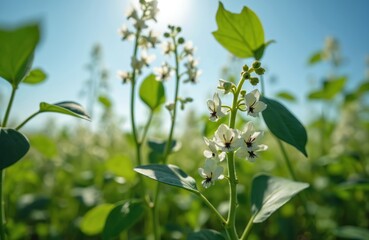 Obraz premium Broad bean plants with white flowers bloom in green field under clear blue sky. Sunlight illuminates fresh leaves, delicate blossoms. Agricultural scene suggests natural growth, healthy cultivation
