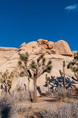 Landscape shot of Joshua tree national park around sunset.