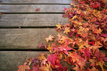 木板の上に並ぶ紅葉の落ち葉
