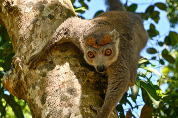 Obraz premium Crowned lemur (Eulemur coronatus) peering curiously out from behind the tree Madagascar