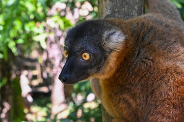 Obraz premium Common brown lemur, Eulemur fulvus, Madagascar nature,