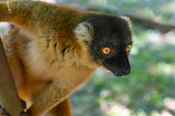 Obraz premium Common brown lemur, Eulemur fulvus, Madagascar nature,