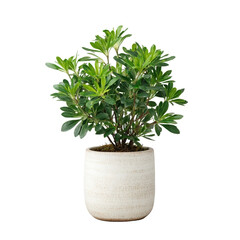Fototapeta premium Beautiful indoor plant in a ceramic pot.