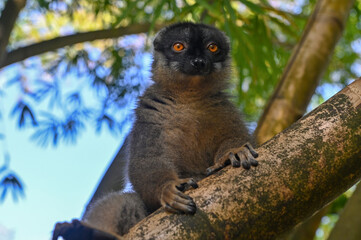 Obraz premium Common brown lemur - close up, portrait Eulemur fulvus , Madagascar nature.