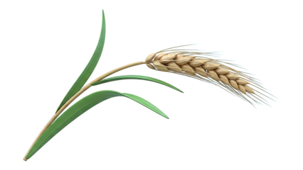 Single Wheat Stalk with Grain and Leaves
