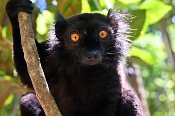 Obraz premium Portrait of adult male black lemur Eulemur macaco. Nature of Madagascar.