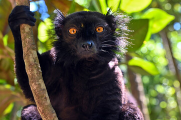 Obraz premium Portrait of adult male black lemur Eulemur macaco. Nature of Madagascar.