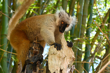 Obraz premium The detail of black lemur - Eulemur macaco, female. Madagascar nature. 