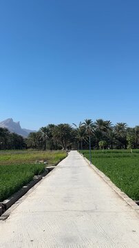 Al Hamra Farms with Palm Trees Between Green Fields and Mountains in Sultanate of Oman
