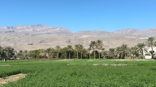 Al Hamra Farms with Palm Trees Between Green Fields and Mountains in Sultanate of Oman