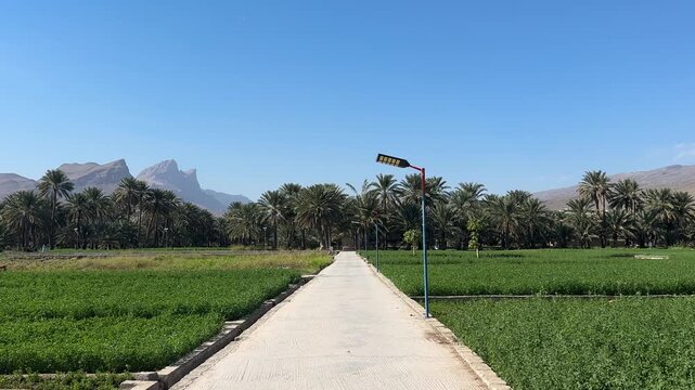 Al Hamra Farms with Palm Trees Between Green Fields and Mountains in Sultanate of Oman