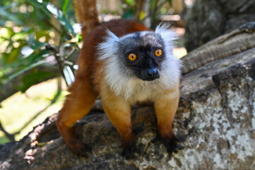 Obraz premium The detail of black lemur - Eulemur macaco, female. Madagascar nature. 