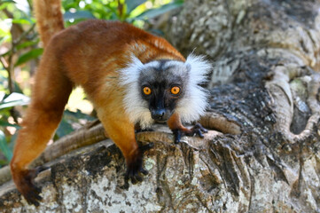 Obraz premium Black lemur - Eulemur macaco female in the wild of the Madagascar forest