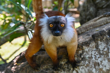 Obraz premium Black lemur - Eulemur macaco female in the wild of the Madagascar forest