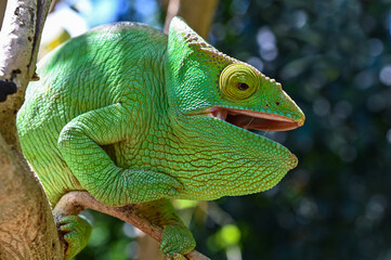 Parson’s chameleon (Calumma parsonii) in tropical rainforest, Madagascar © mirecca