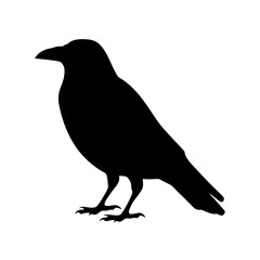 Obraz premium Silhouette of a crow