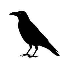 Obraz premium Silhouette of a black bird