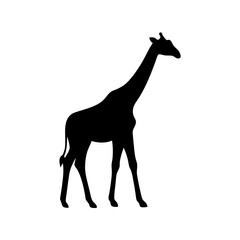 Fototapeta premium Silhouette of a giraffe