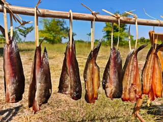 Dried fish hanging on the bamboo pole, Asian food tradition.