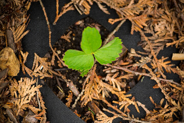 Young strawberry seedling growing through garden soil mulch