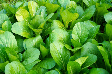 Chinese cabbage is a plant in the Cruciferae family. Its scientific name is Brassica chinensis. Jusl var parachinensis Tsen & Lee. Grown in the garden.