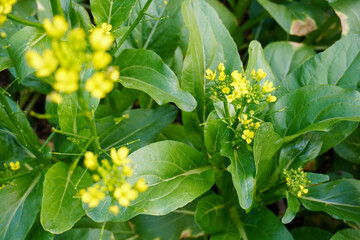 False pakchoi has yellow flowers blooming all over the plant. Vegetables are grown using potting soil and are made into kitchen garden beds.