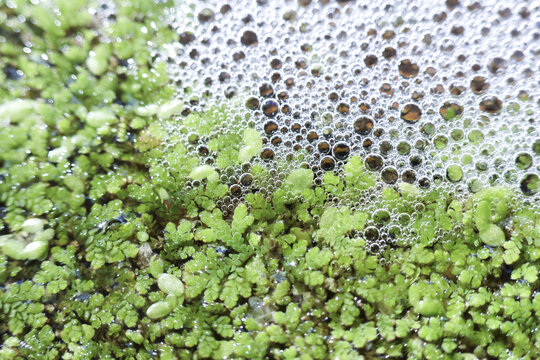 Green duckweed floating plants and white foam bubbles on water surface create abstract texture of natural ecosystem pollution showing dirty environment and ecology danger
