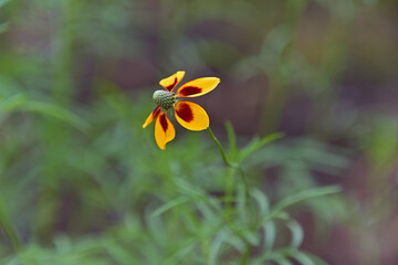 メキシカンハットとも呼ばれるラティビダの花