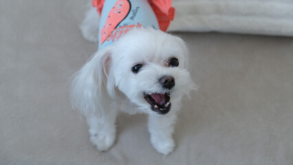 Cute Maltese Dog in Outfit Barking. Playful Pet Portrait with Attitude.