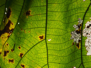 Close-up texture of a teak leaf showing natural insect-eaten details and organic imperfections. A...