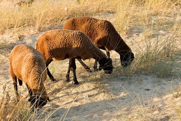 Grazing sheep on the northernmost point of Africa, Cape Angela,  at sunset. Tunisia. © Rostislav