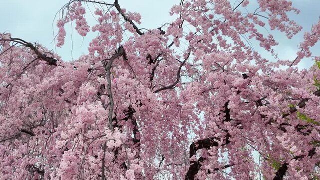 beautiful Spring day, sakura Cherry blossom against blue sky in park, Shidarezakura Weeping Cherry blooming in sunshine day. Japan Travel background, template and wallpaper for spring season