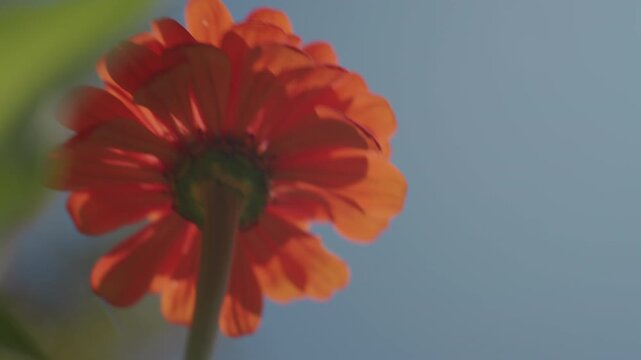 sunlit orange zinnia from below, gentle hand brushing petals against clear blue sky close lowangle macro of backlit bloom with soft bokeh, visible stem and leaf, morning warmth and delicate texture