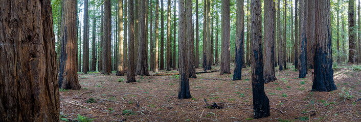 Coastal Redwood Forest Resilience After Wildfire