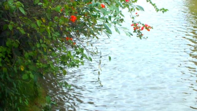 The peaceful and calm view of the river with trees whose leaves sway in the wind makes you feel more excited and entertained.