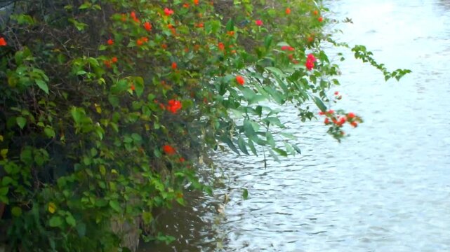 The peaceful and calm view of the river with trees whose leaves sway in the wind makes you feel more excited and entertained.
