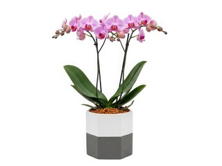 Elegant pink orchid in modern planter