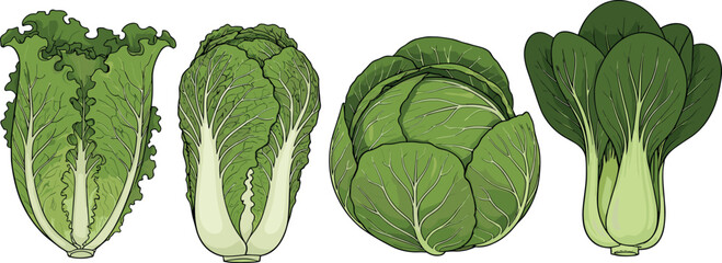 Fresh organic leafy green vegetables set including cabbage napa lettuce and bok choy vector illustration isolated on white background for healthy food cooking design.
