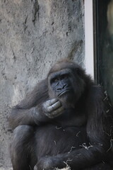 itchy gorilla