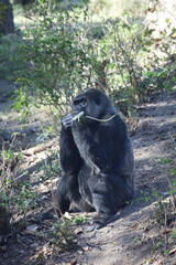 black and white gorilla © Roger